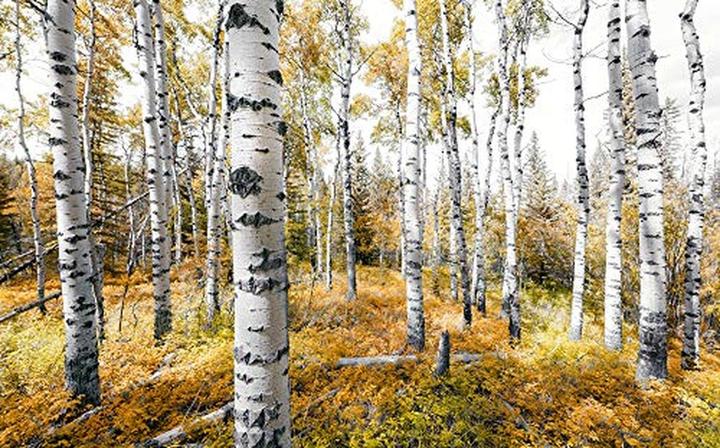 Produktbild Komar Fototapete Vlies Colorful Aspenwoods 9-tlg. 450 x 280 cm (450 x 280 cm)