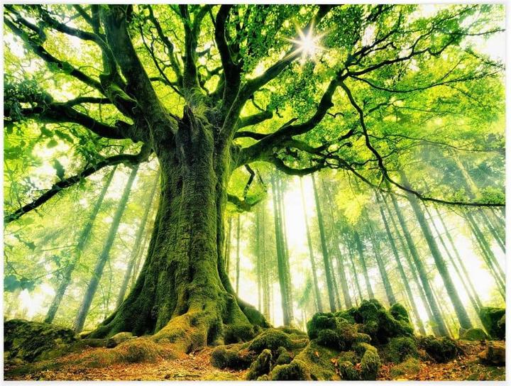 Actual product image Trenddeko Kiciak - Fairytale forest (120 x 100 cm)