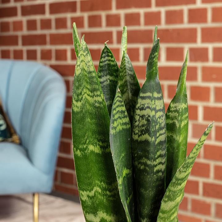 Produktbild Flowerbox Bogenhanf - Sansevieria trif. Black Coral