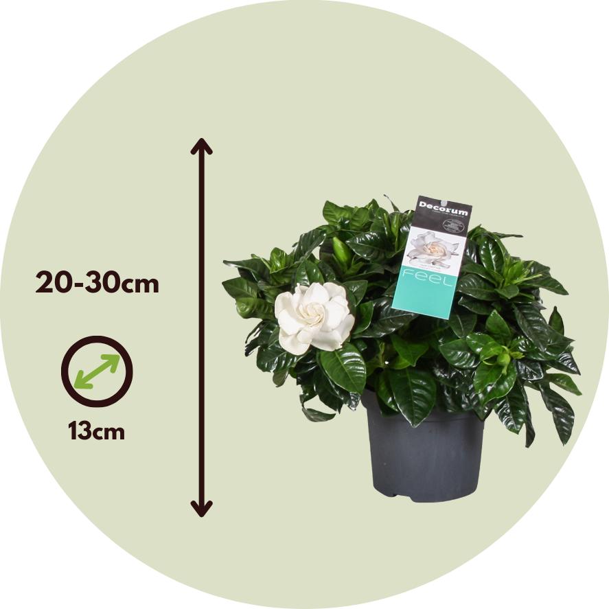 Thumbnail - Plant in a Box, Pflanzen, Gardenia Jasminoides - 4er Set Gartenien (20 cm)