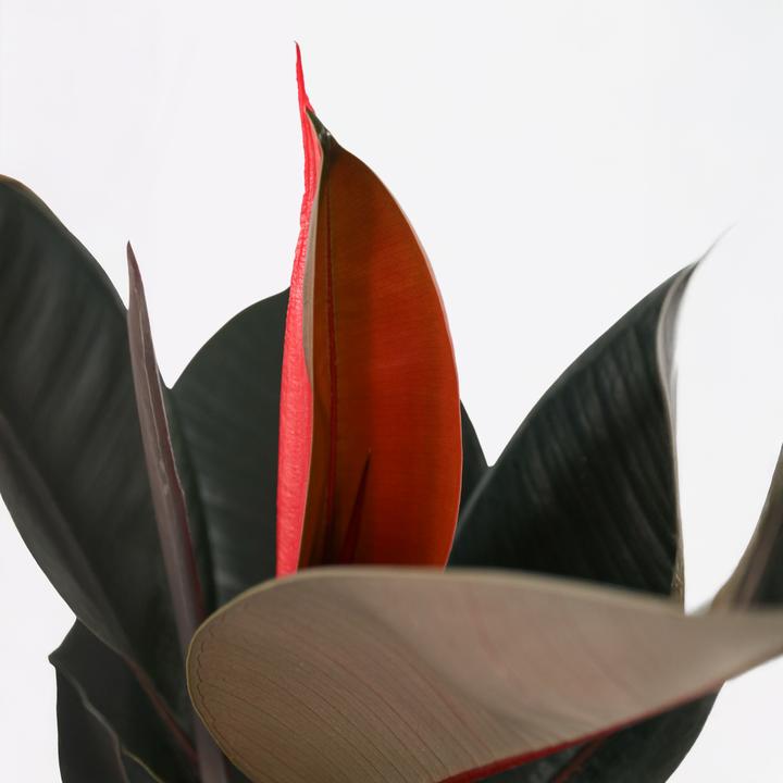 Produktbild Plant in a Box Ficus Elastica Abidjan - Gummibaum (80 cm)
