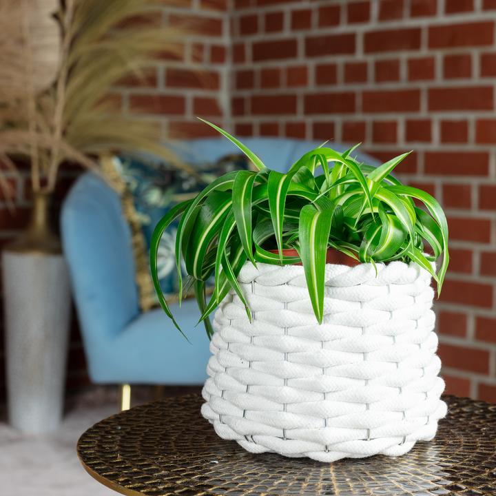 Produktbild Flowerbox Grünlilie "Bonnie" - Chlorophytum Comosum (25 cm)