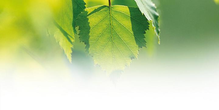 Actual product image Weleda Birch Cellulite Oil (Body oil, 100 ml)
