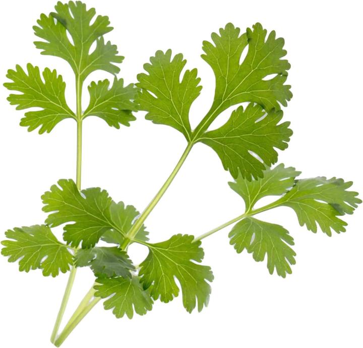 Produktbild Véritable Bio-Koriander (Kräutersamen)