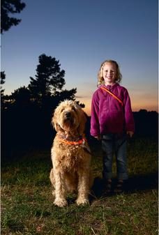 Actual product image Karlie Viso Light (L, Dog, Walks)