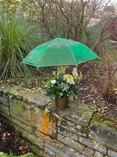 Produktbild Strotz Pflanzenschutz Schirm