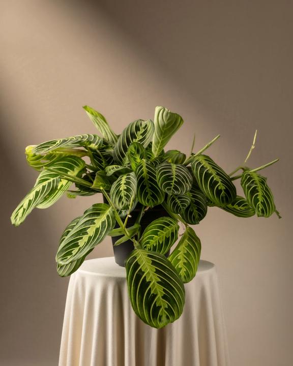 feey Maranta Lemon Lime (15 cm, Frisch umgetopft)