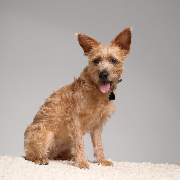 Actual product image Tickless Pet (Dog, Cat)
