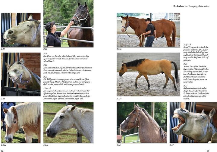 Immagine prodotto Kosmos Sprachkurs Pferd - Das Trainingsbuch (Tedesco, Sharon, Wilsie, 2023)