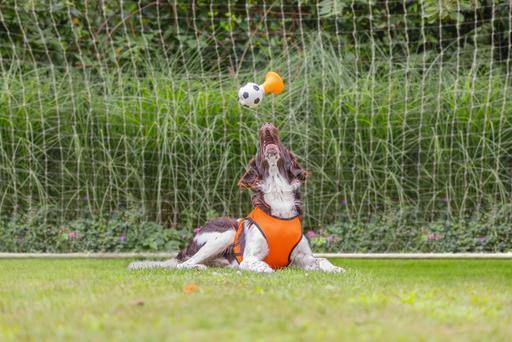 Immagine prodotto Beeztees Bz Holland Tromba D'Aria HD Gioco 2 (Gioco da masticare per cani)
