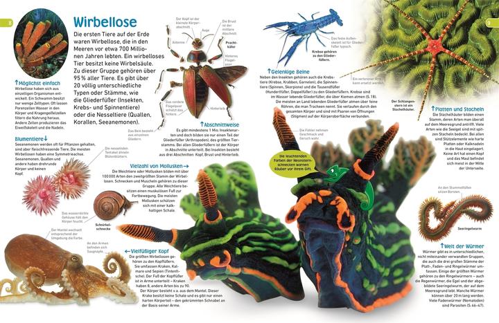 Produktbild memo Wissen entdecken. Tiere (Deutsch, Tom Jackson, 2020)