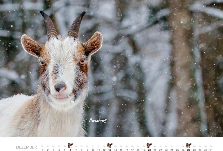 Produktbild Kalender Zwergziegen 2026 (Spezial)