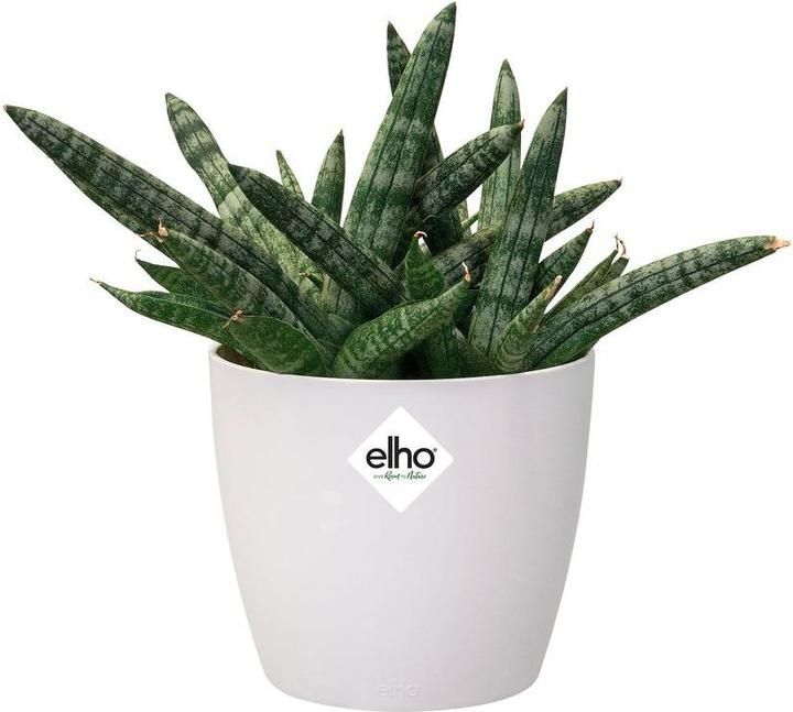 Immagine prodotto Elho Bruxelles (13 cm)