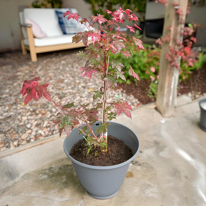 Produktbild Plant in a Box Acer conspicuum 'Red Flamingo' - Japanischer Ahorn (50 cm)