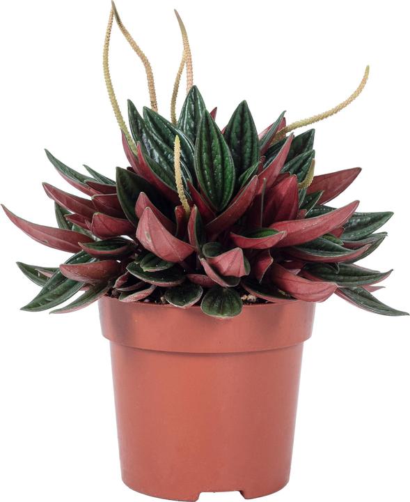 Produktbild Flowerbox Smit Rosso - Peperomia (15 cm)