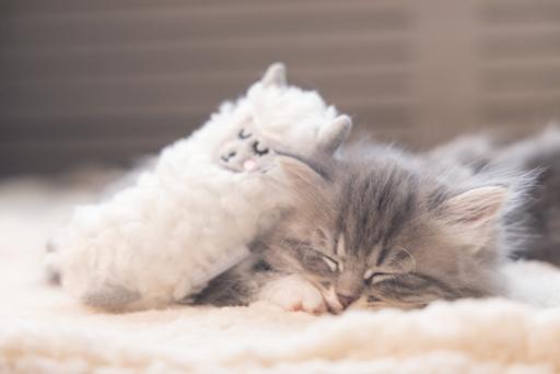 Actual product image Beeztees Kitten Toy Lama (Catmint toy)