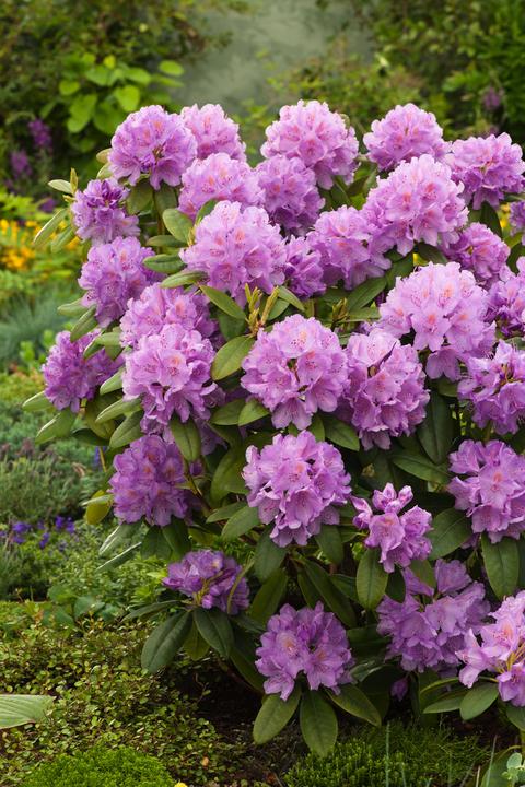 Actual product image Plant in a Box Rhododendron catawbiense purple, Cunningham's White, Elegans Pink - Set of 3 garden plants (25 cm)