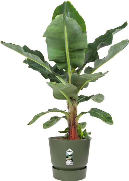 Produktbild Elho Greenville (29.50 cm)