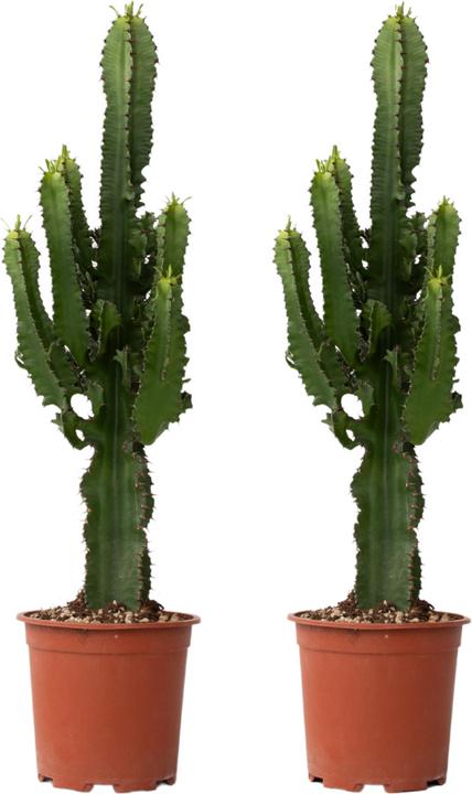 Produktbild Plant in a Box Euphorbia ingens - 2er Set Kandelaber Euphorbie Kaktus (50 cm)