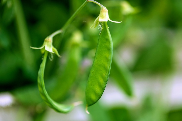 Produktbild Zollinger Bio Kefen, Winterkefe (Keimlinge)