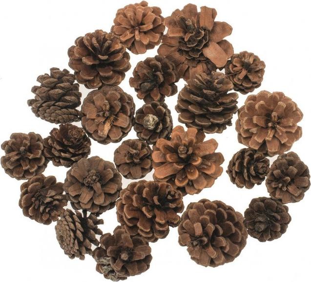 Produktbild Glorex Kieferzapfen