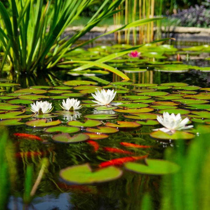 Actual product image garden moments Filamentous Algae Stop 5000 g for 150,000 l Pond Water, Eliminates Filamentous Algae