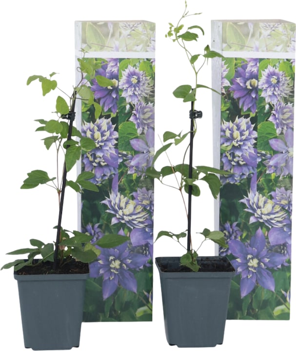 Produktbild Plant in a Box Clematis hybrid taiga - 2er Set Klematis (25 cm)