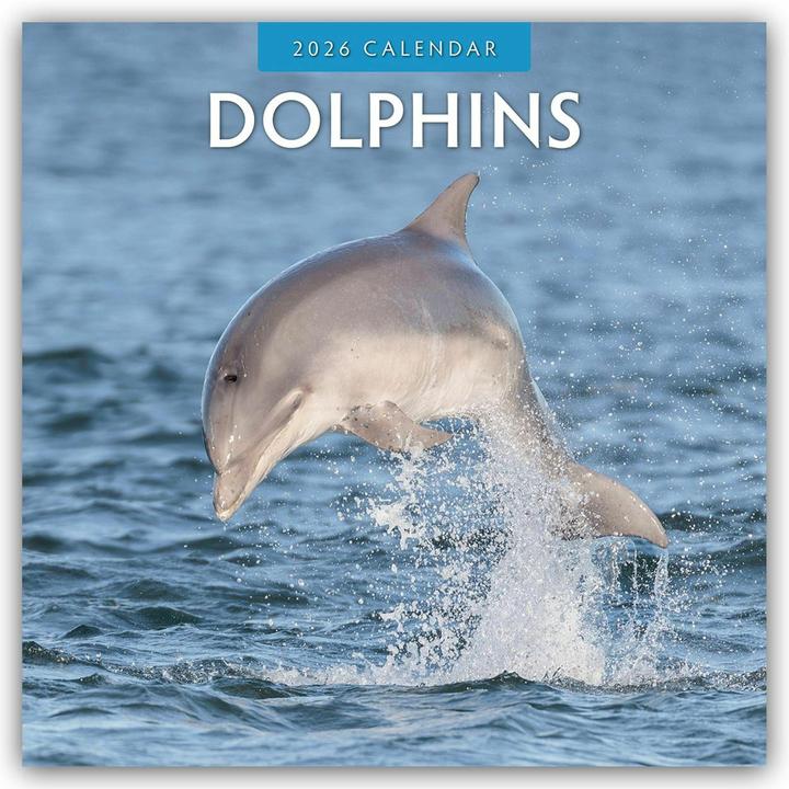 Produktbild Dolphins 2026 Square Wall Calendar (30.5 x 30.5 cm, Weicher Einband, Englisch)