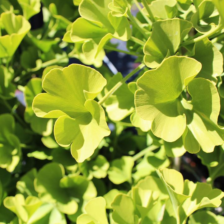 Actual product image Zulauf Kugel-Ginkgo / Ginkgo b. 'Mariken' (40 cm)