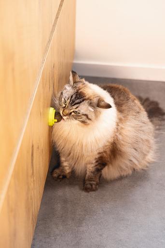 Actual product image Beeztees Catnip Bälle Jumz (Cat ball toy)