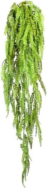 Actual product image Gasper Adianthum hängend