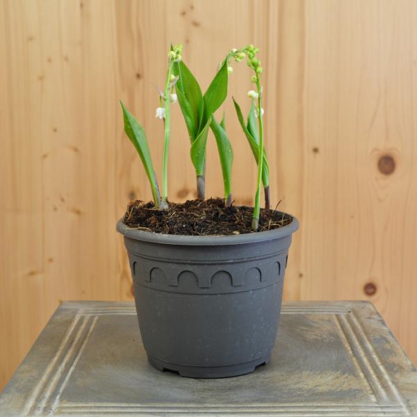 Actual product image Säntispracht Set of 3, The well-known lily of the valley - Convallaria majalis