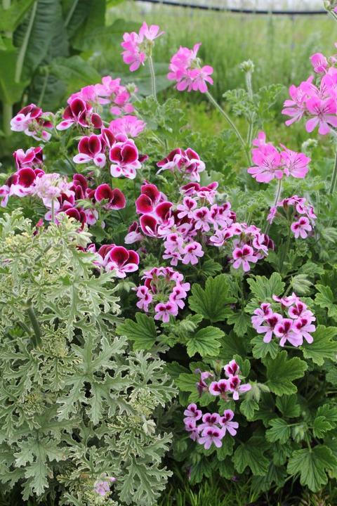 Image du produit Säntispracht Le géranium odorant aux arômes essentiels - Pelargonium hybrida (60 cm)