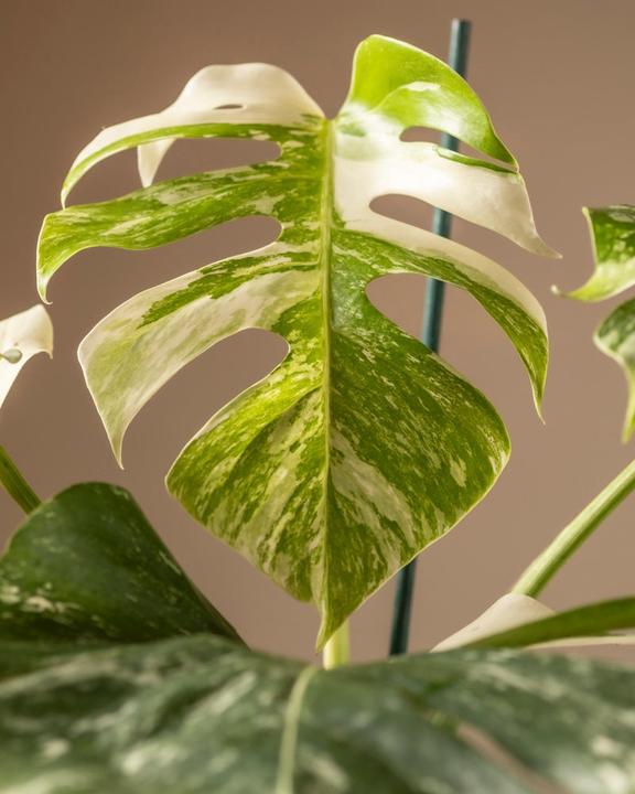 Actual product image feey Monstera deliciosa variegata (65 cm, Freshly repotted)