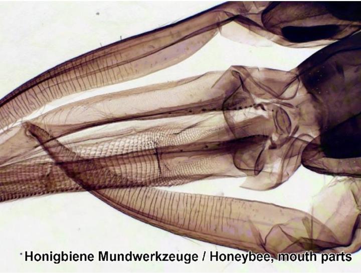 Actual product image Bresser Optics Permanent slides 25s 5986001 Microscope slide