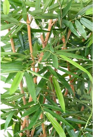 Image du produit Greendeco Haie artificielle de bambou Okinawa, env. 150cm