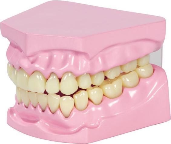 Immagine prodotto Betzold Modello masticatorio e dentale