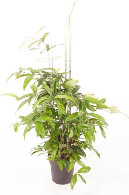 Fresca-Plant Dracaena Surculosa - kaufen bei Galaxus
