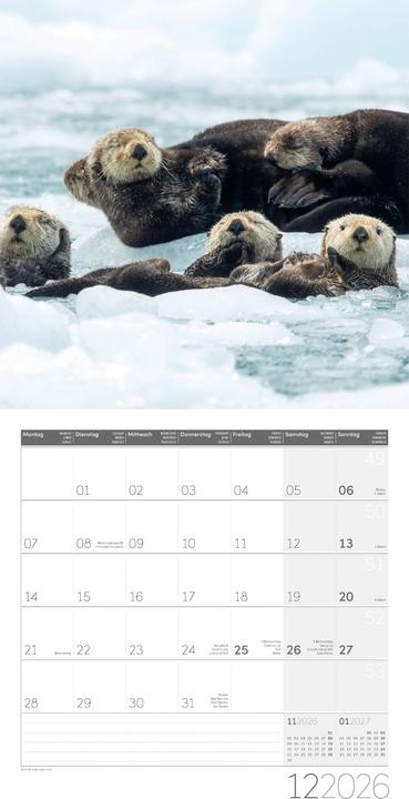 Image du produit Otter Kalender 2026 - 30x30 (30 x 30 cm, Couverture rigide, Allemand, Français, Italien, Anglais)