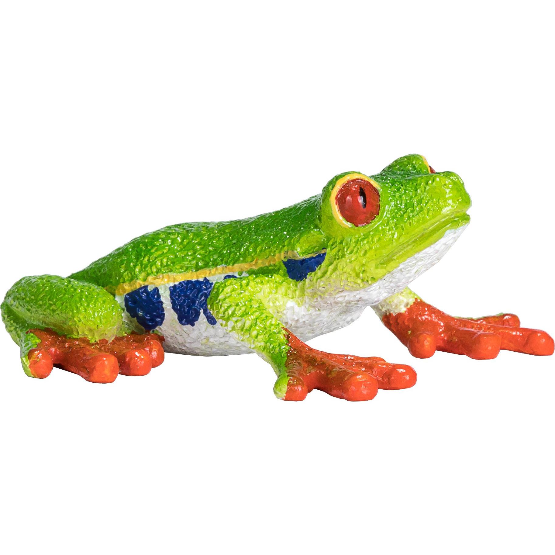 small foot Rotaugenlaubfrosch (387299)
