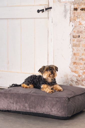 Productafbeelding Designed by Lotte Geribbeld (Hond)