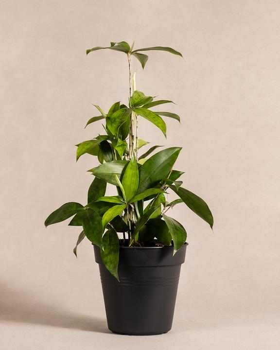 Actual product image feey Bambus-Drachenbaum (45 cm, Freshly repotted)