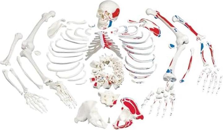 3B Scientific Squelette humain avec représentation musculaire, non monté et logiciel d'anatomie inclus