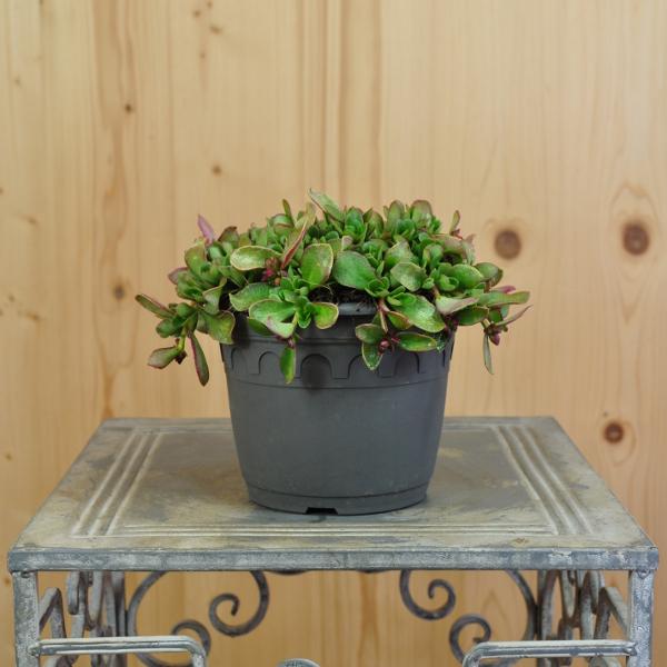Actual product image Säntispracht Set of 3, The annual purslane - Portulaca oleracea Fuchsia (20 cm)