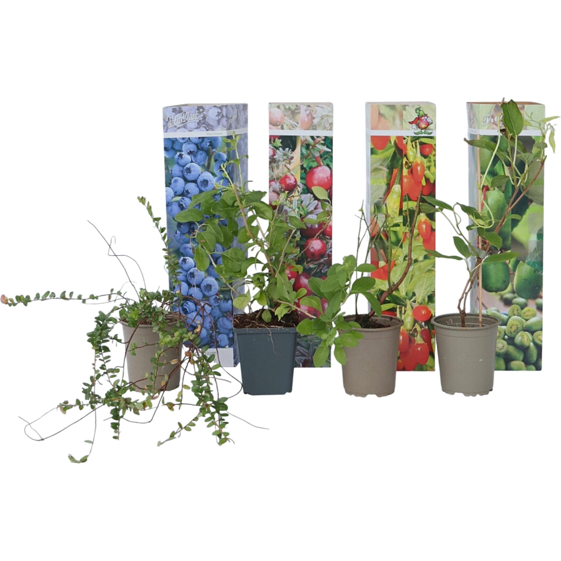 Plant in a Box, Pflanzen, Actinidia arguta 'Issai', Vaccinium corybosum 'Sunshine Blue', Vaccinium macrocarpon 'Cranberr...