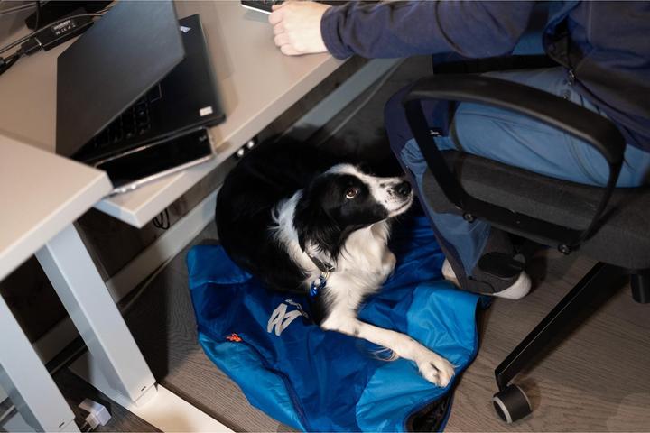 Immagine prodotto Non-Stop Dogwear Ly Sacco a pelo per cani (L, Cappotto per cani)