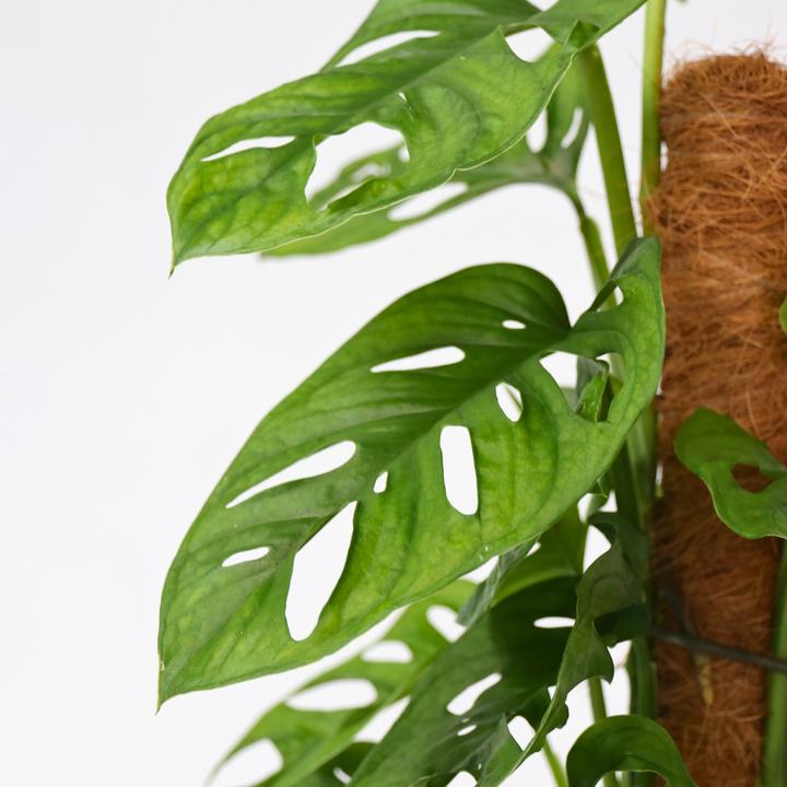 Produktbild Plant in a Box Monstera Monkey Mask - Affenmaskpflanze auf einem Stab (60 cm)