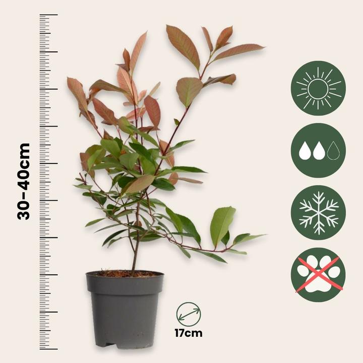 Immagine prodotto Plant in a Box Photinia fraseri Red Robin - set di 6 piante di nespolo (30 cm)