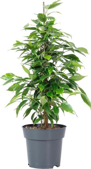 Immagine prodotto Flowerbox Fico della Betulla "Forever" - Ficus benjamini (75 cm)