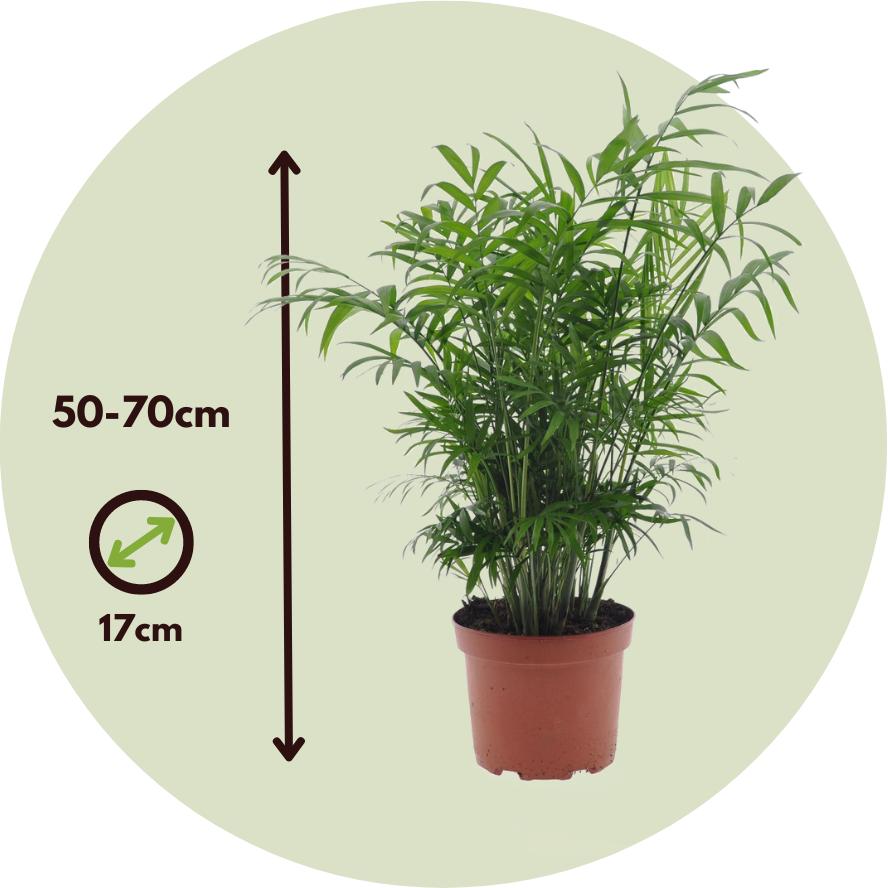 Thumbnail - Plant in a Box, Pflanzen, Chamaedorea Elegans, Dypsis lutescens - 2er Mischung Indoor Palme (60 cm)